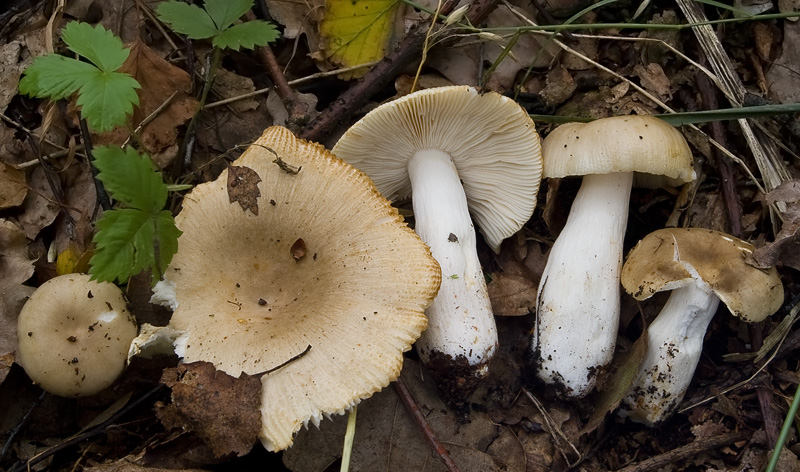 Russula recondita